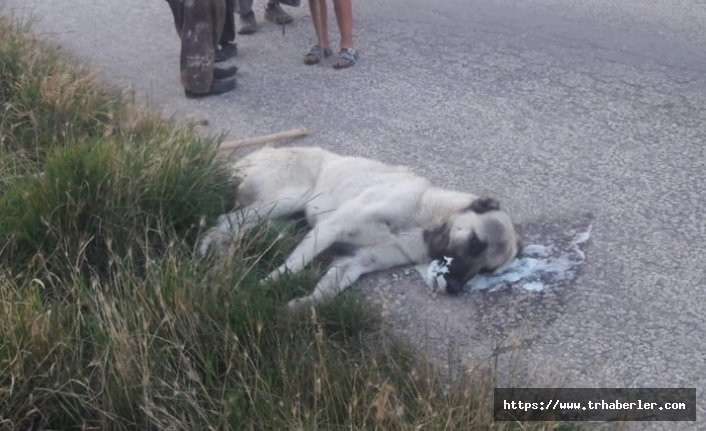 Ankara'da yine sokak köpeklerini zehirleyerek öldürdüler! Sorusturma başlatıldı