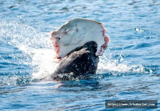 Antalya'da vatandaşlar denizde dehşete düştü! Akdeniz foku korku saldı
