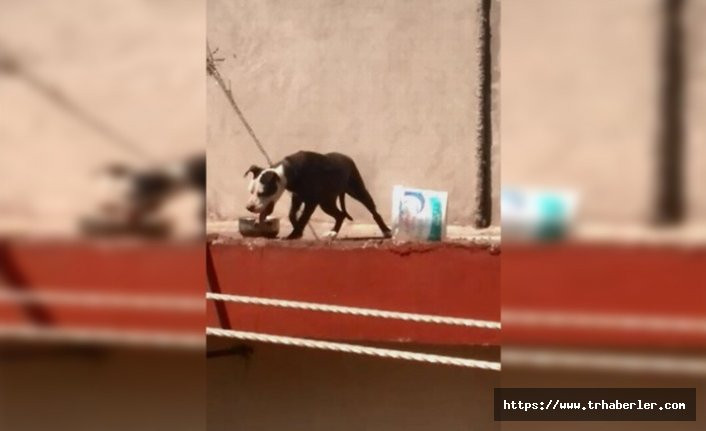 Antalya'da zincirle bağlanan ve sıcaktan ölen köpeğin sahibine ceza!