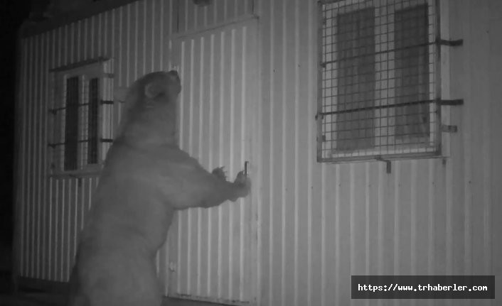 Balın kokusunu alan ayı kapıyı açmak için böyle uğraştı! video izle