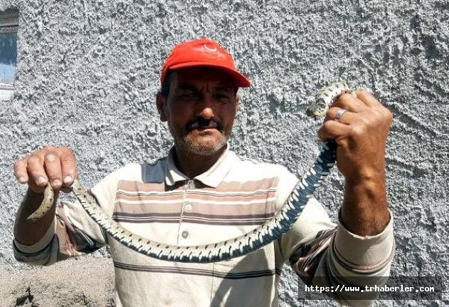 Kayseri'de ilginç olay! 200 lira karşılığında eve girdi ve zehirli yılanı..