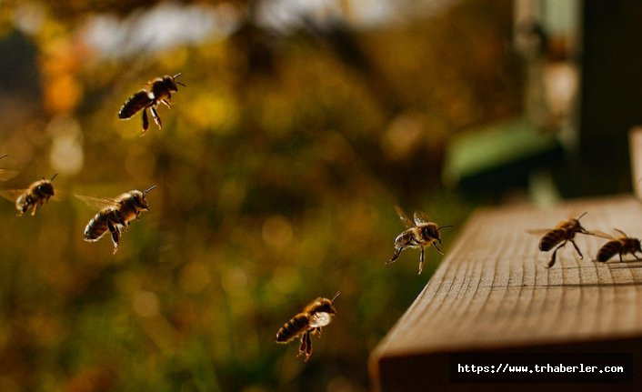 Kerkük'te milyonlarca arı telef oldu! İnsanlığın sonu mu geliyor?