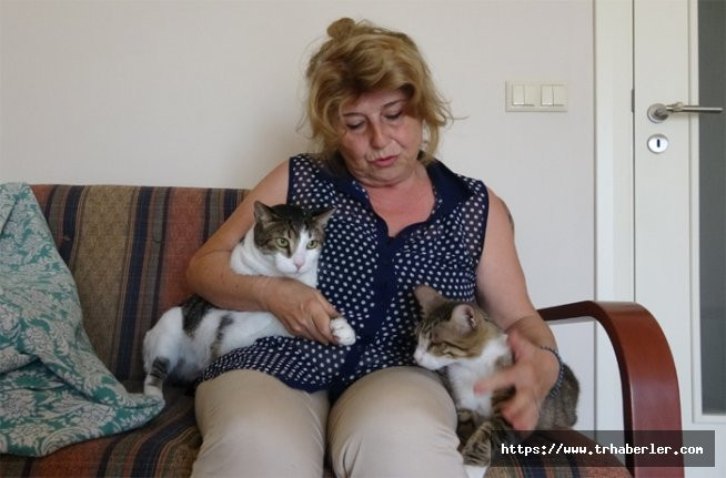 Komşusu şikayet etti, hayvan beslenemez maddesi yüzünden engelli 3 kedisiyle evinden oldu! video izle