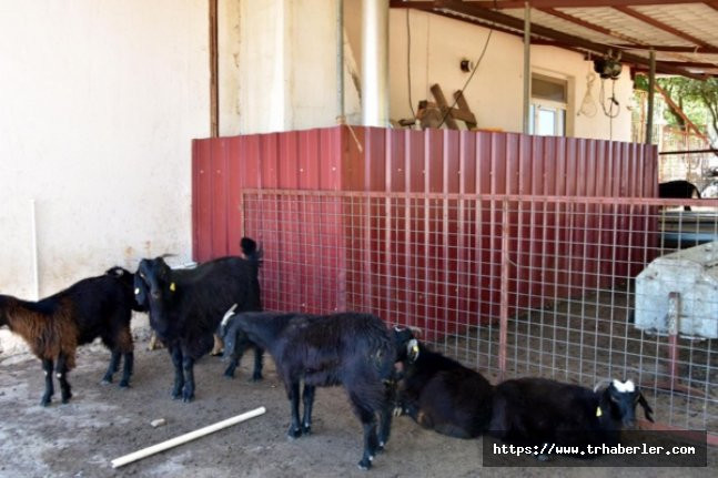 Muğla'da hayvanları için işe aldığı iki çoban besiciye hayatını zindan ettiler!