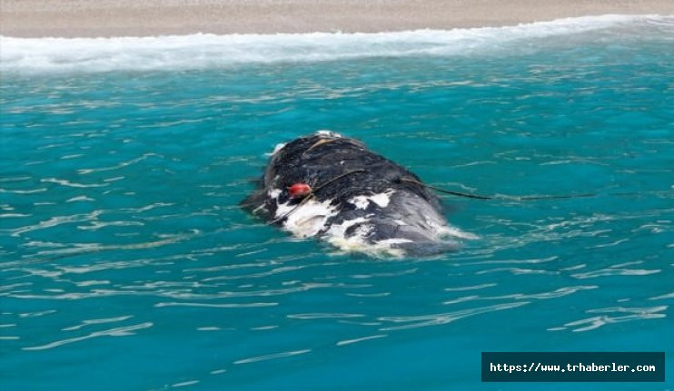 Ölü Denizde, ölü balina! Görenler gözlerine inanamadı