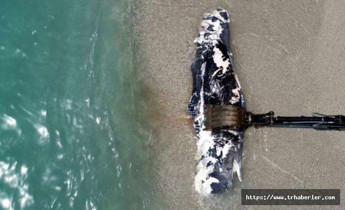 Ölüdeniz'de üç metre uzunluğunda dev balina karaya vurdu!