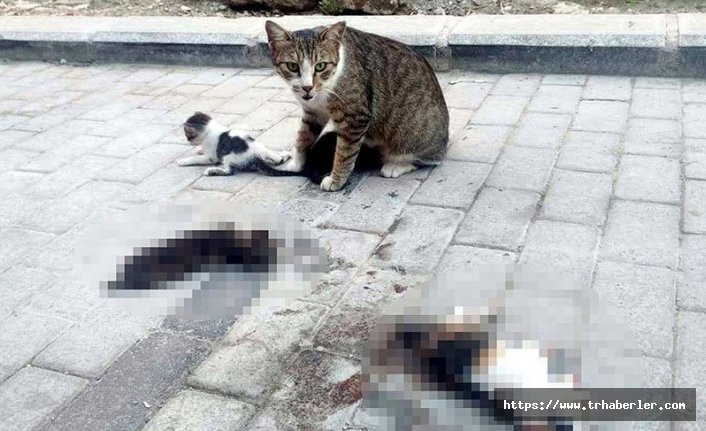 Otomobil 3 yavru kediyi ezdi, anne yanlarından ayrılmadı