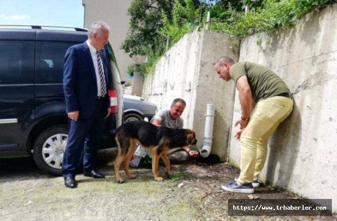 Rize'de köpeği dereye atan işçiye örnek ceza! Sokak hayvanlarına bakıcak
