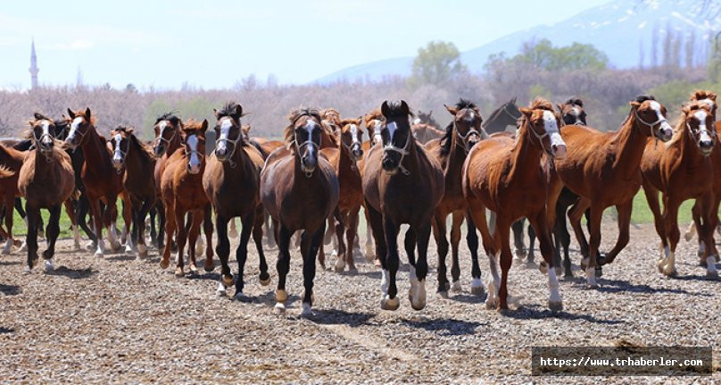 Safkan Arap Atları hem sahiplerine hem de yetiştiği işletmeye kazandırıyor! video izle