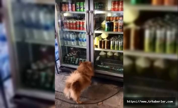 Sıcaktan bunalan köpeğin bulduğu yöntem sosyal medyayı salladı