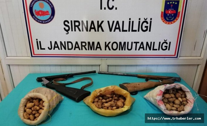 Şırnak'ta salep soğanı toplayan 3 kişiye rekor para cezası!