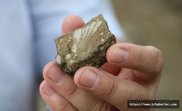 Sivas'ın okyanus tabanında yer aldığı ortaya çıktı! Deniz canlılarına ait fosiller bulundu.