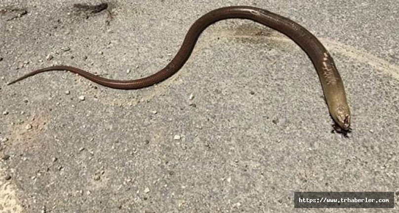 Uzmanlar uyardı: 'kör yılan' olarak bilinen oluklu kertenkeleleri 'yılan sanıp öldürmeyin'