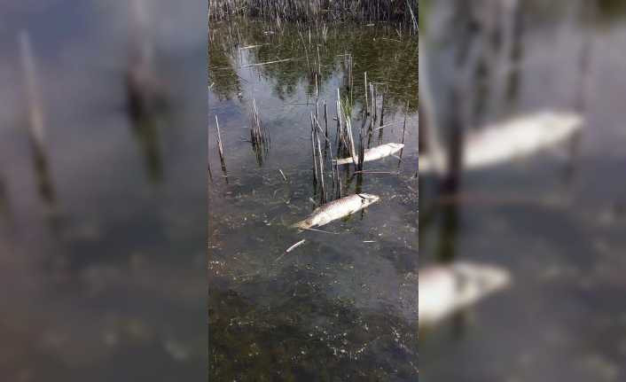 Afyonkarahisar Eber Gölü’nde yaşanan balık ölümleri