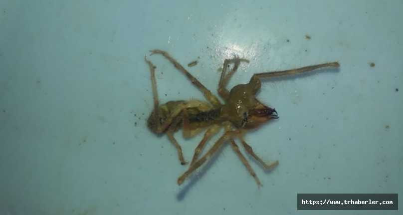 Ağrı'nın Aşağı Düzmeydan köyünde sarıkız örümceği alarmı verildi