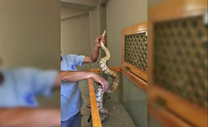 Antalya otogarında valiz içinde Boa yılanı ele geçirildi