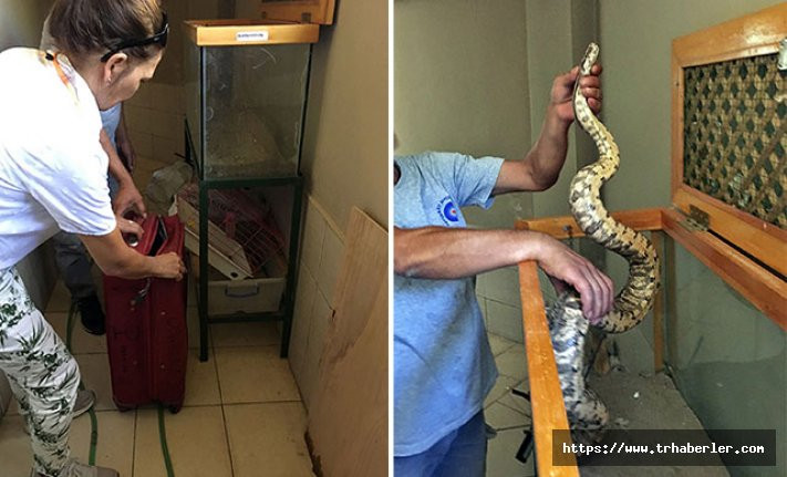 Antalya otogarında valizde boa yılanı ele geçirildi