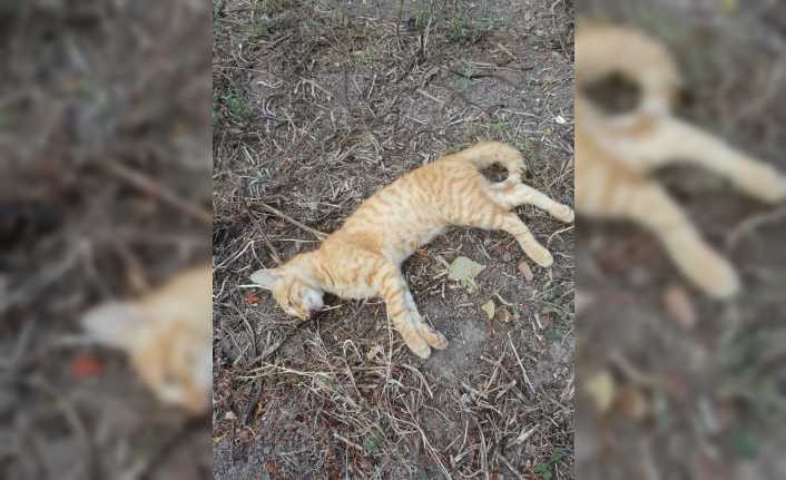 Bandırma’da kedi köpek katliamı