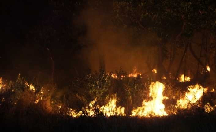 Burhaniye’de meydana gelen ot yangını mandalina bahçesini kül etti