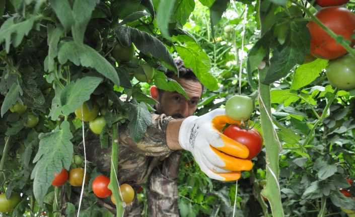 Gazeteciliği bıraktı köyünde sera kurup domates yetiştirmeye başladı
