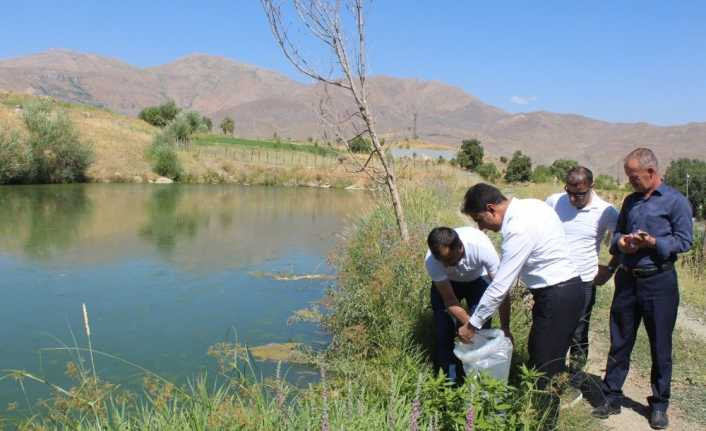 Hakkari’deki 29 gölete yavru balık bırakıldı