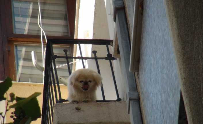 Cihangir’de demir korkuluklara sıkışan sevimli köpeği itfaiye kurtardı