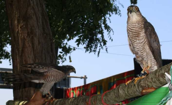 Rize’de atmacalar görücüye çıktı