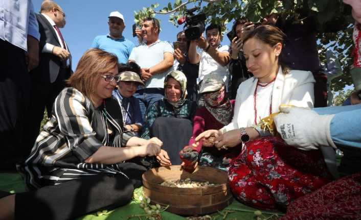 Başkan Fatma Şahin, gurme ve gastronomi yazarları ile birlikte fıstık topladı