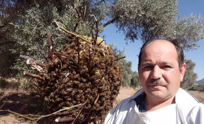 Firari arılar, 3 ay sonra bir evin bahçesinde böyle bulundu