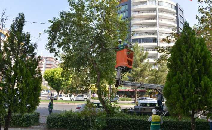 Büyükşehir Belediyesi ağaç budama çalışması başlattı