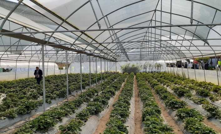 DOKAP Ordu’da meyve-sebze bahçeleri kuracak