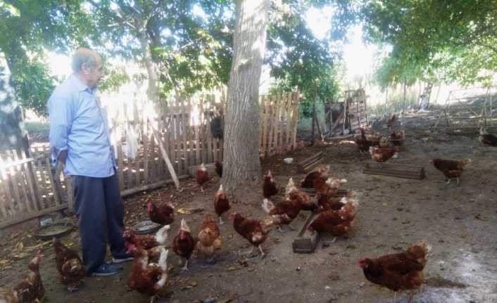 Emekli işçi kurduğu tavuk çiftliğinde organik yumurta üretiyor