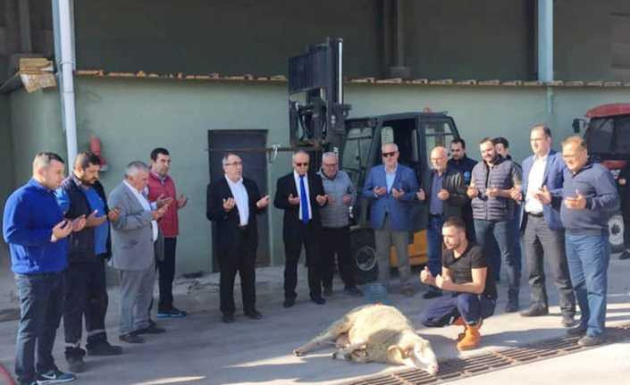 Erdek’te zeytin alım kampanyası başladı