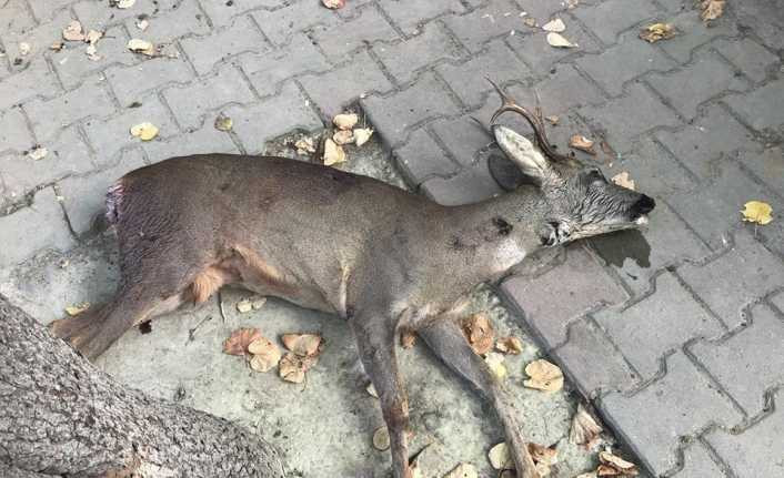 Koruma altındaki karacayı vurdular