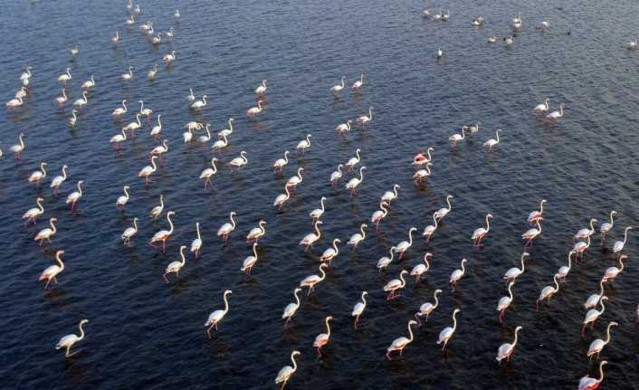 (Özel) Van Gölü binlerce flamingoya ev sahipliği yapıyor