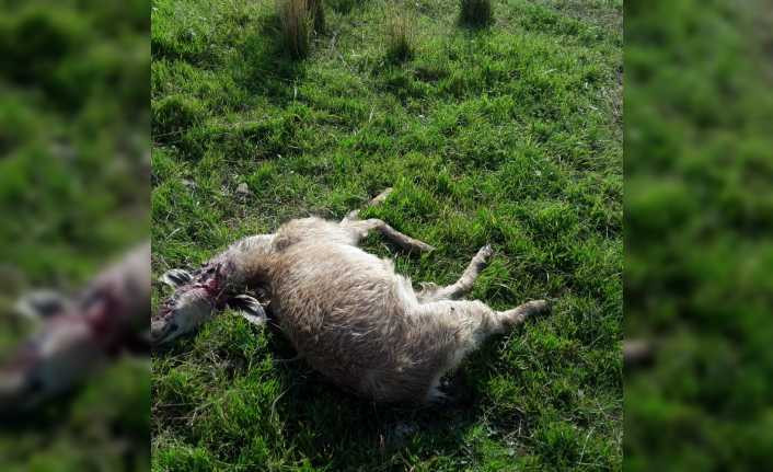 Sürüye saldıran aç kurtlar 10 keçiyi telef etti