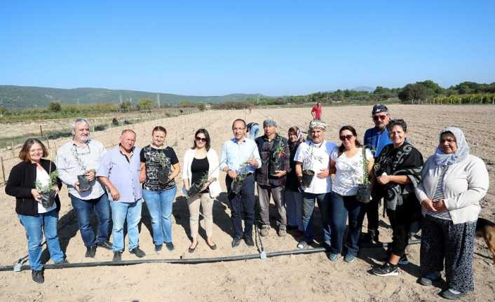 Urla’da ‘Goji Berry’ üretimi artıyor